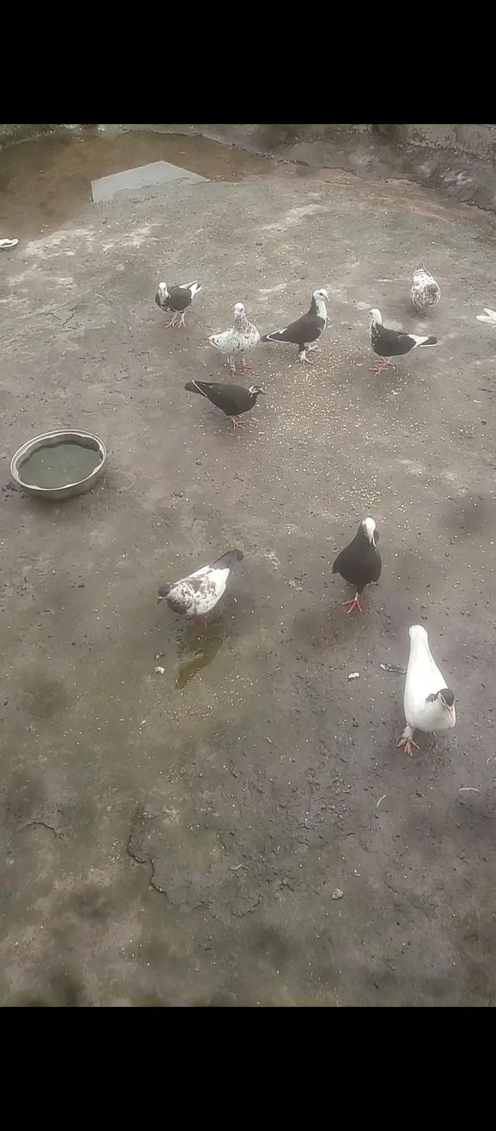 mix pigeons — photo 2