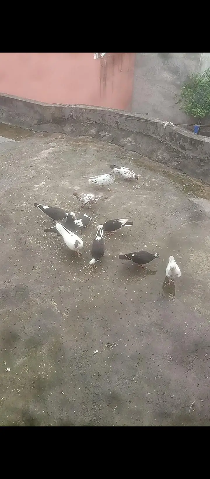 mix pigeons — photo 3