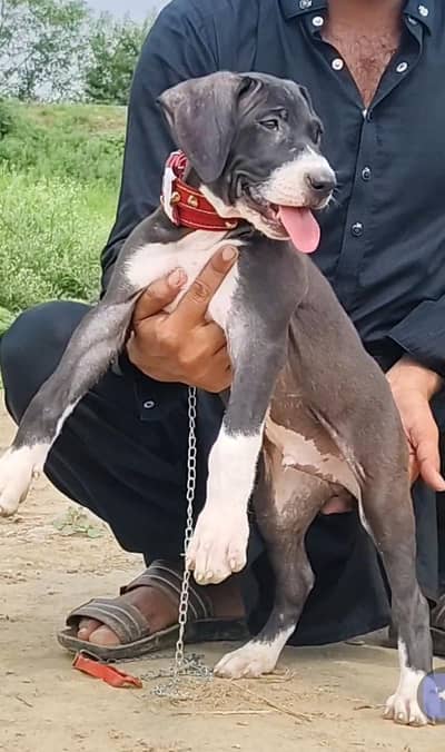 khalis buli mail and for sale available