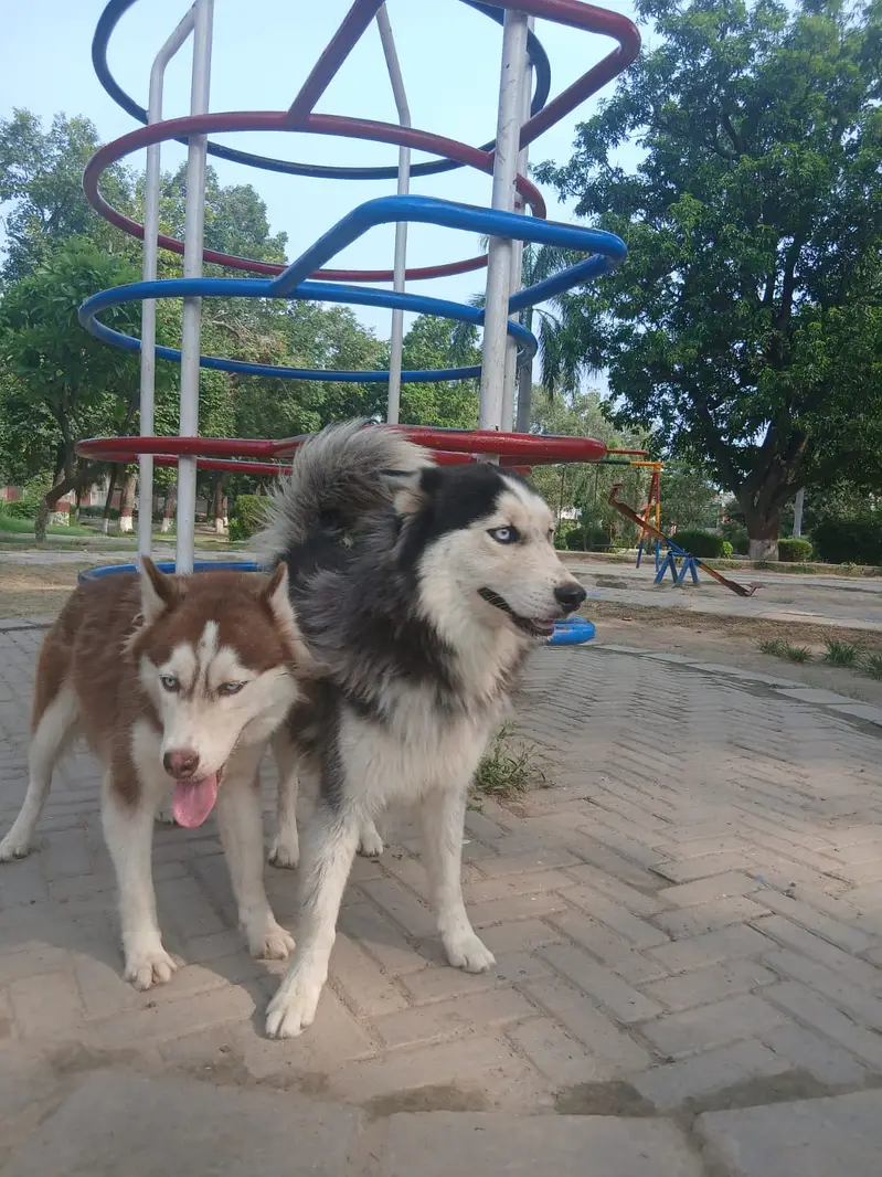 Siberian Husky pair | blue eyes | wooly coat | Husky dogs — photo 5