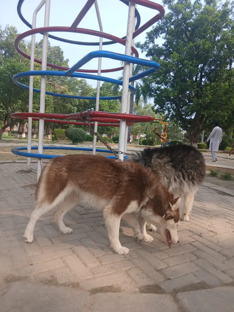Siberian Husky pair | blue eyes | wooly coat | Husky dogs — photo 6