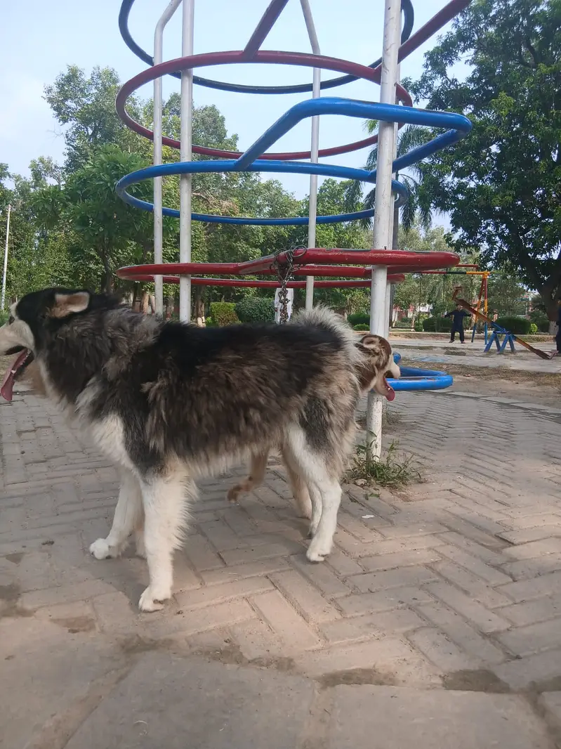 Siberian Husky pair | blue eyes | wooly coat | Husky dogs — photo 7