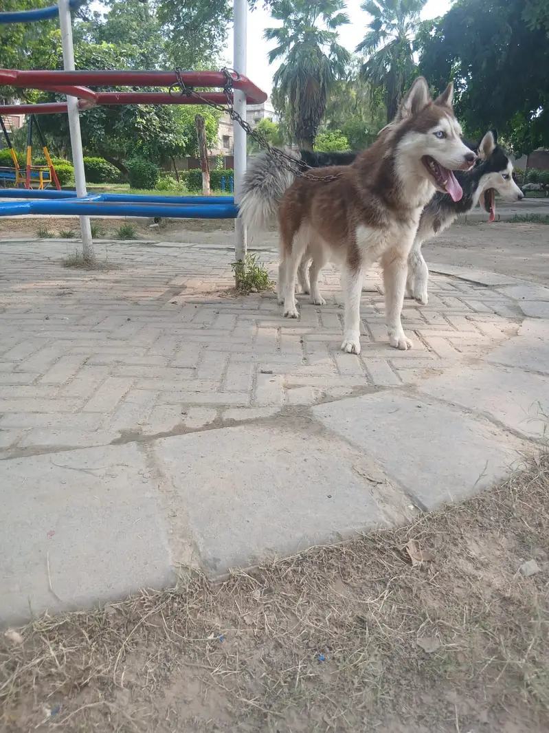 Siberian Husky pair | blue eyes | wooly coat | Husky dogs — photo 10