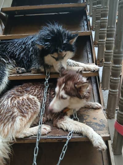 Siberian Husky pair | blue eyes | wooly coat | Husky dogs