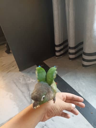 Green cheek conure full handtame