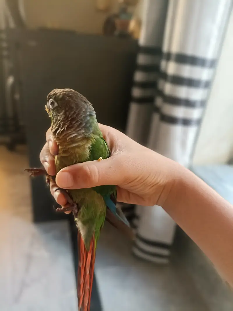 Green cheek conure full handtame — photo 2