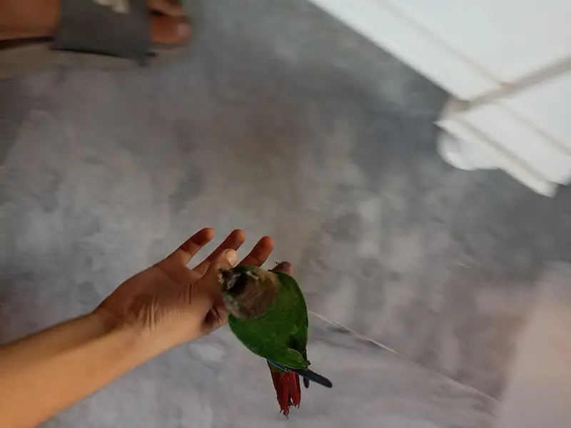 Green cheek conure full handtame — photo 3