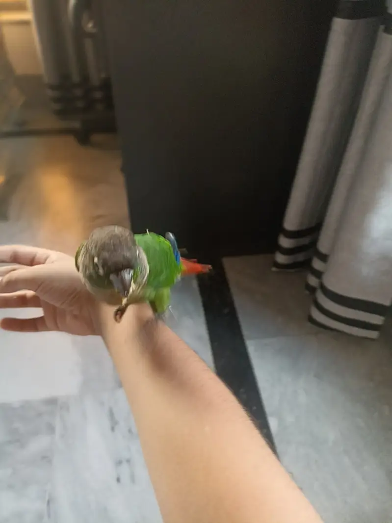 Green cheek conure full handtame — photo 4