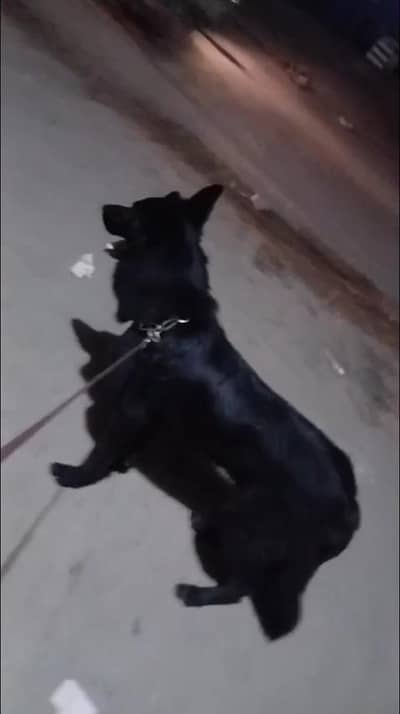 Garman shaft dog double cort