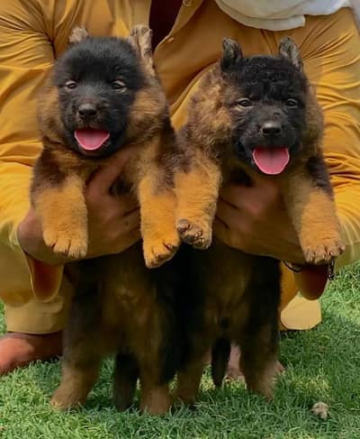 German Shepherd proper long coat Jodi 2 month for sale