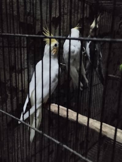 breeding 3 cockteils (2 female) (1 male) urgently and one budgies gif