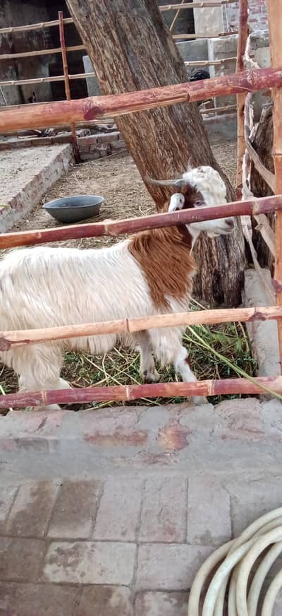 Bakra
