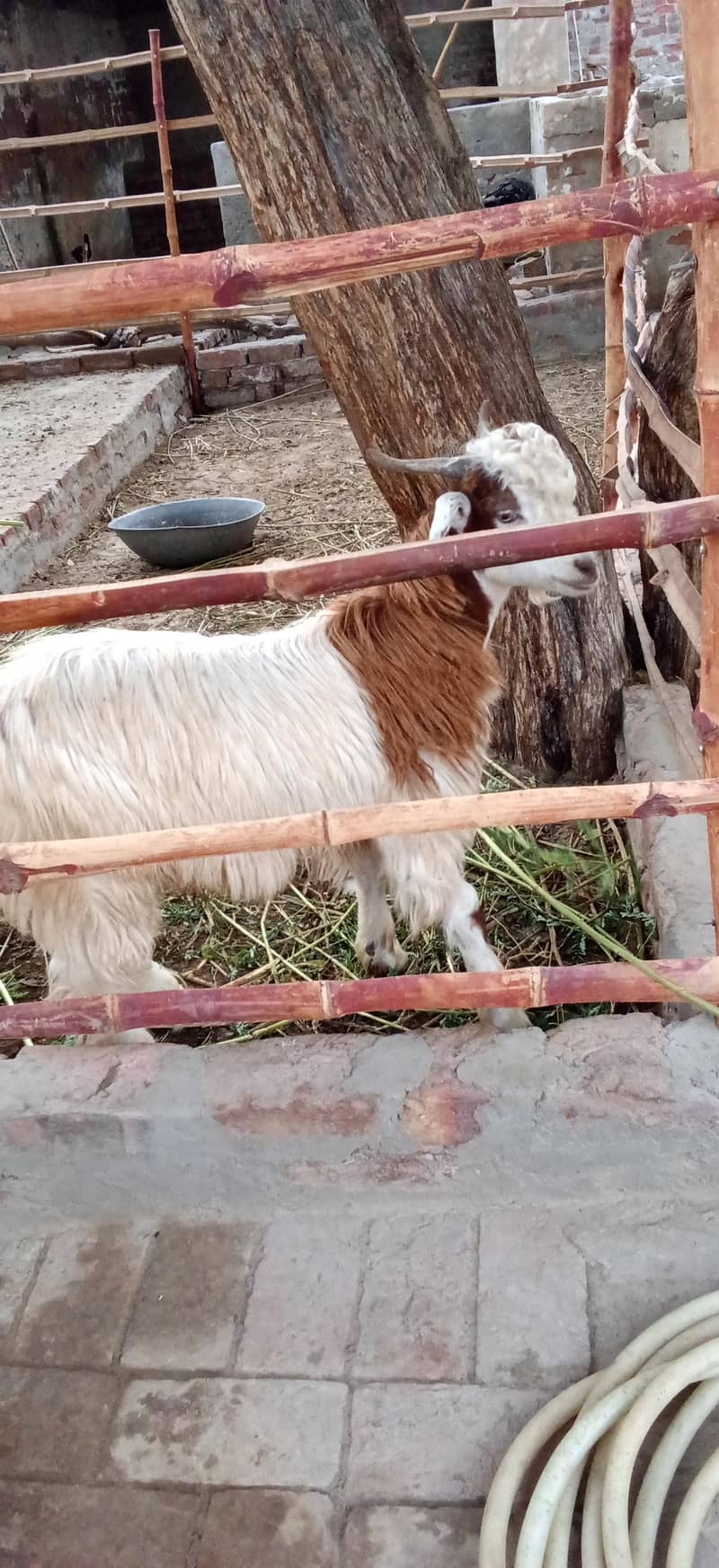 Bakra 0