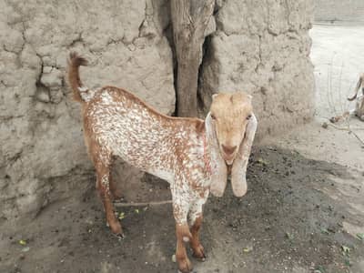 do desi bakre for sale WhatsApp=\ 03229844345