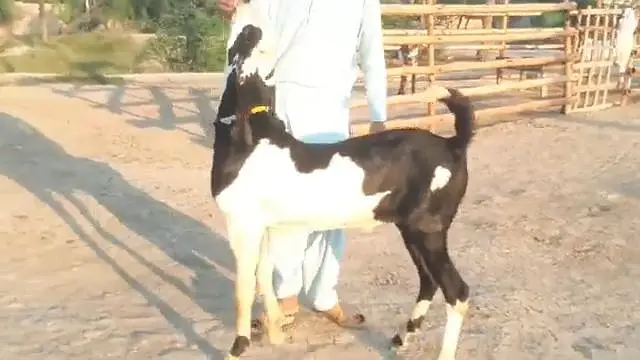 do desi bakre for sale WhatsApp=\ 03229844345 — photo 2