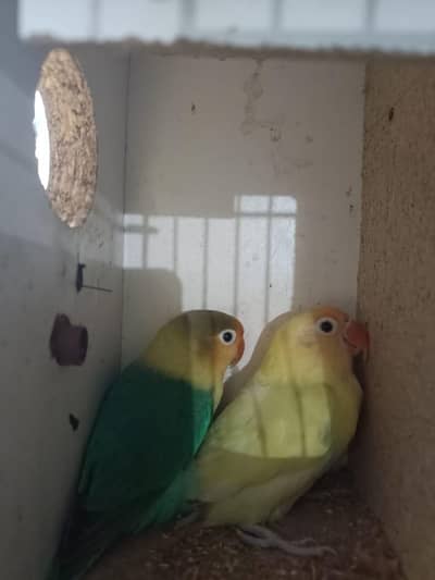 love birds Pair for sale