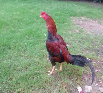 Aseel cock /murgha/ roaster ghar ka phala huwa