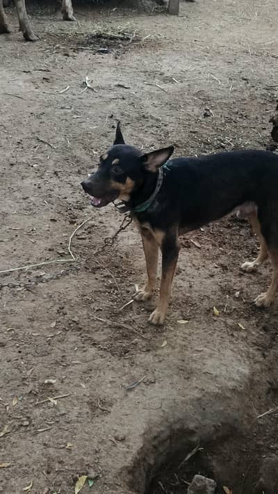 gultair+ bugriari dog full active
