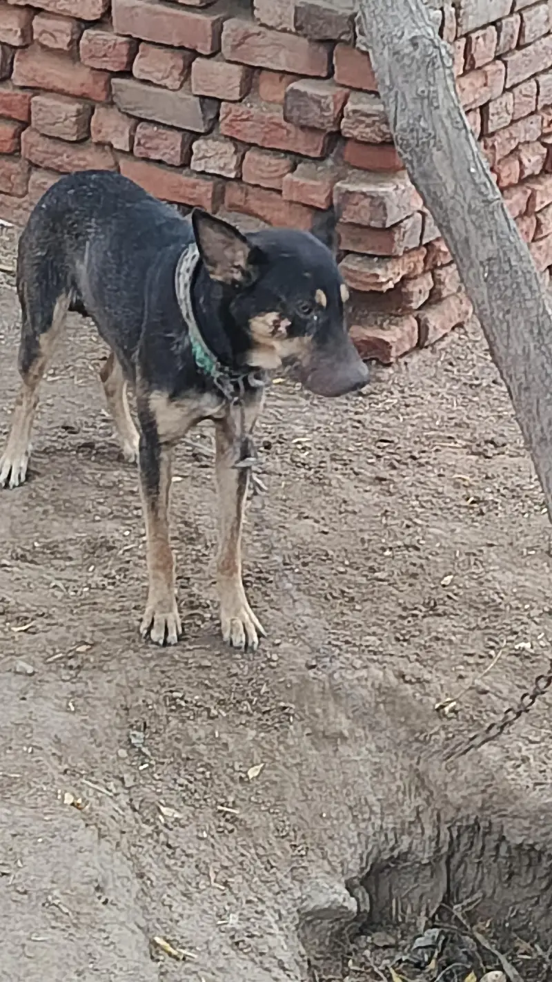 gultair+ bugriari dog full active — photo 2