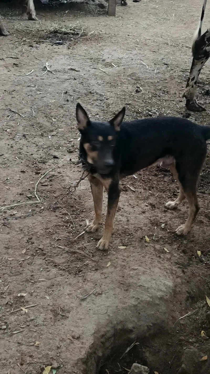 gultair+ bugriari dog full active — photo 3