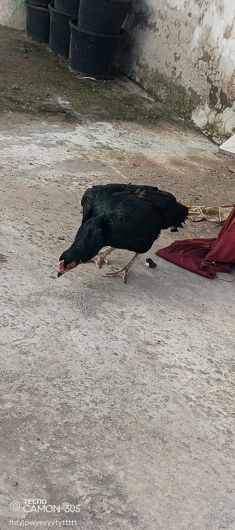 Aseel murgha pair (Mushka) — photo 4
