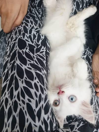 White Persian Kittens Punch Face