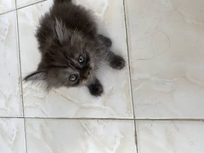 Parshion kitten for sale