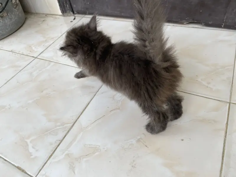 Parshion kitten for sale — photo 2