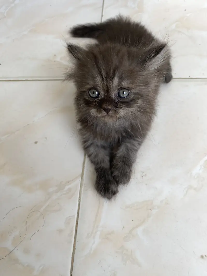 Parshion kitten for sale — photo 3