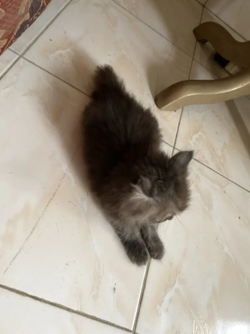 Parshion kitten for sale — photo 4