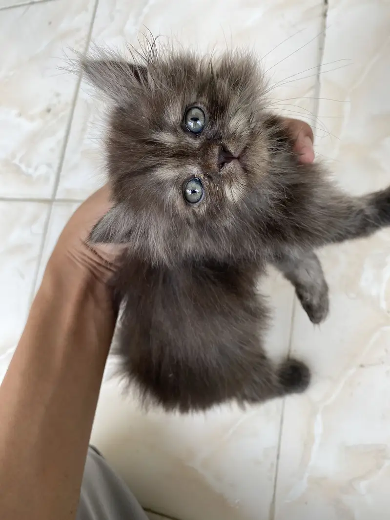 Parshion kitten for sale — photo 5