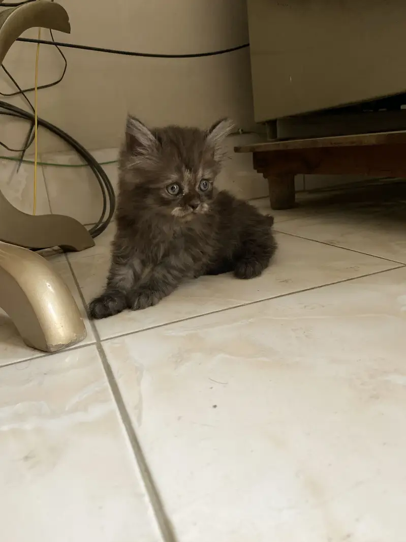 Parshion kitten for sale — photo 6