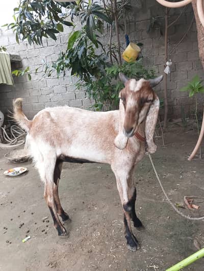 desi makhicheeni cross goat
