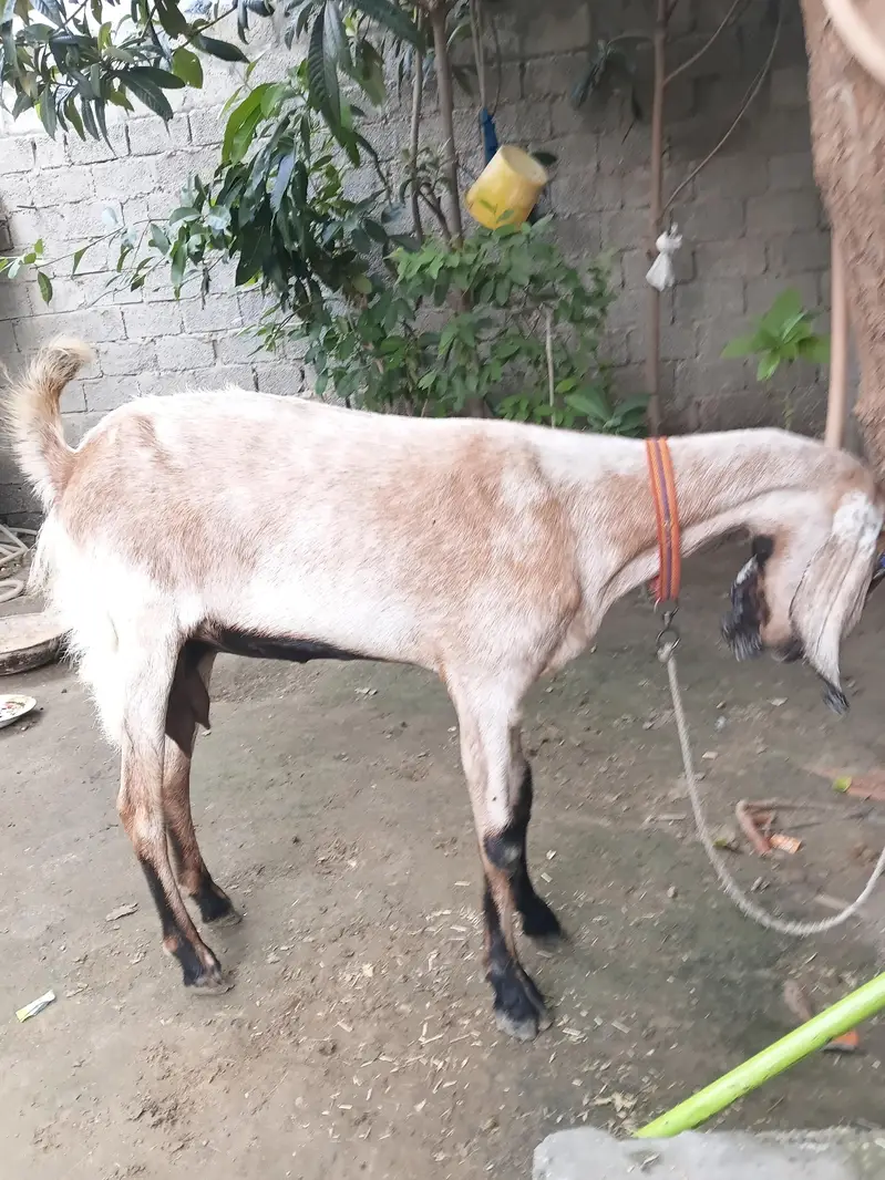 desi makhicheeni cross goat — photo 2