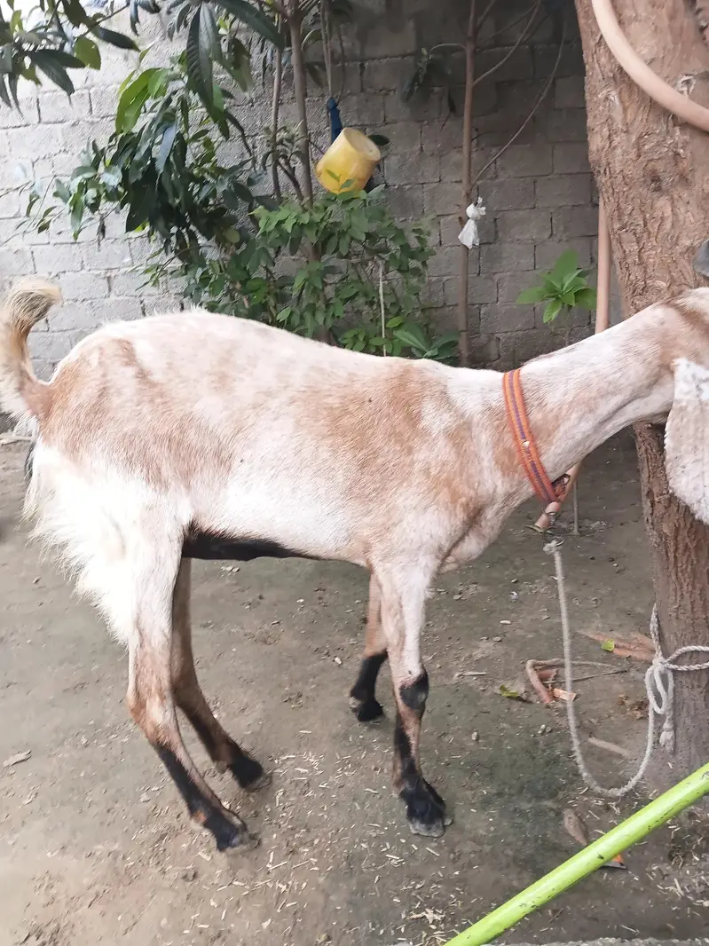 desi makhicheeni cross goat — photo 3