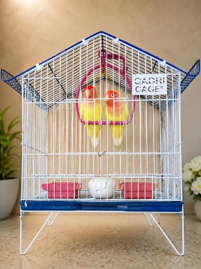 Lovebirds breeding pair with cage
