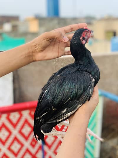 Aseel lasani phata