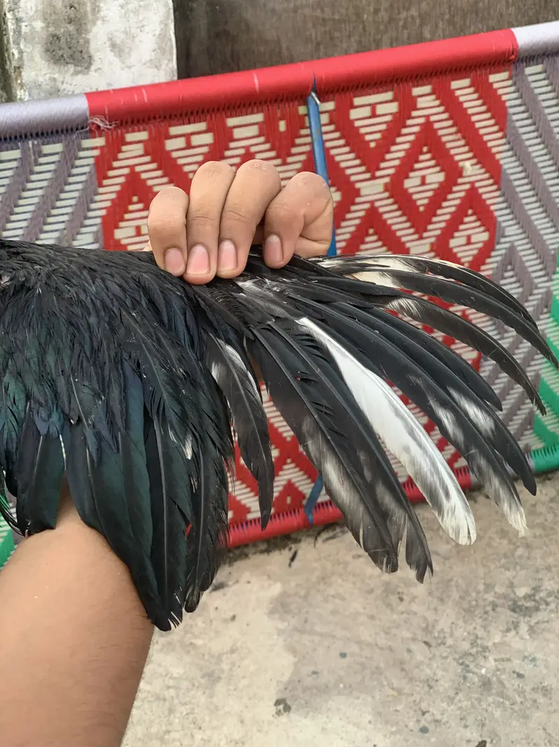 Aseel lasani phata — photo 2