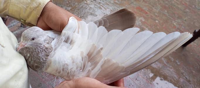 indian lakhi female for sell