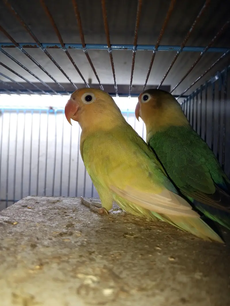 love birds Pair for sale — photo 2