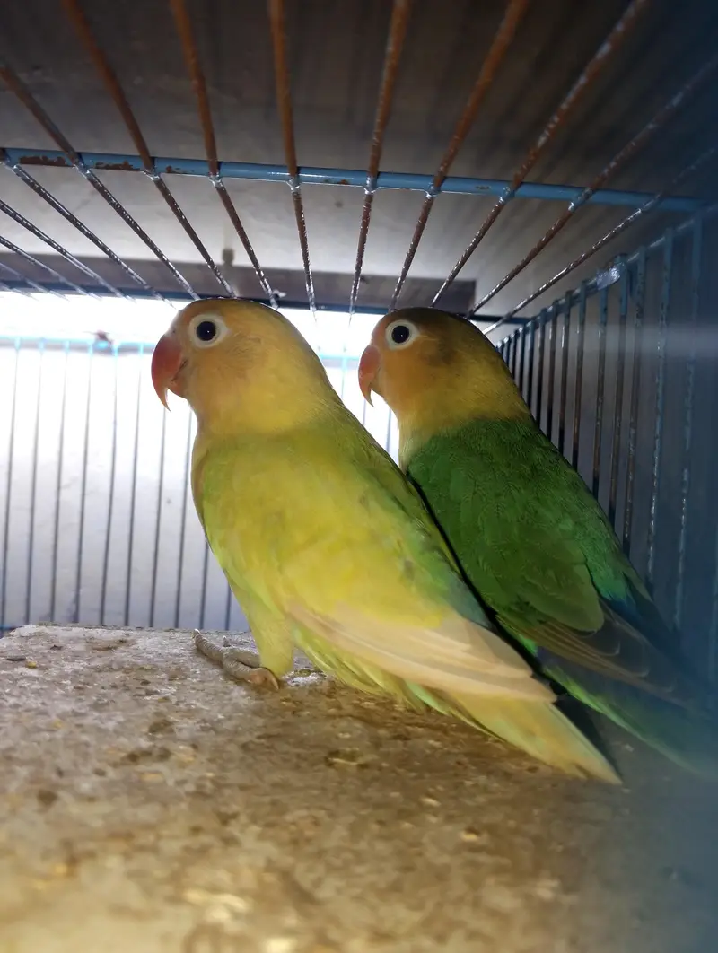 love birds Pair for sale — photo 3