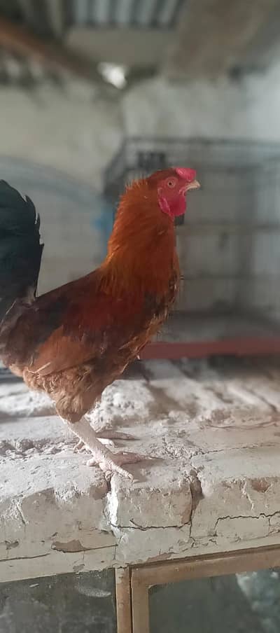 desi murga for sale