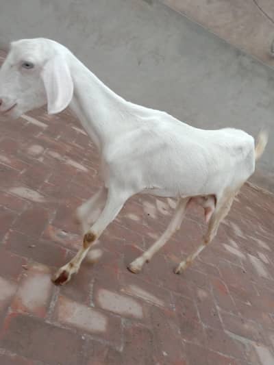 Pure White Teddy Goat