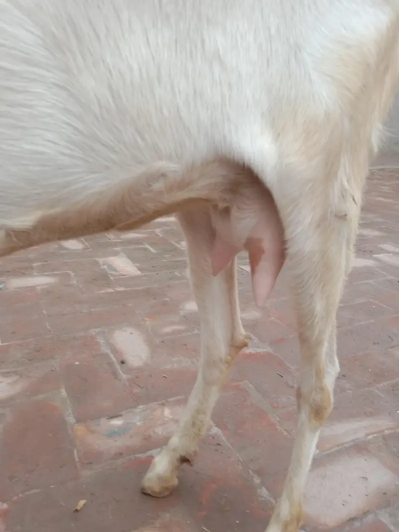 Pure White Teddy Goat — photo 2