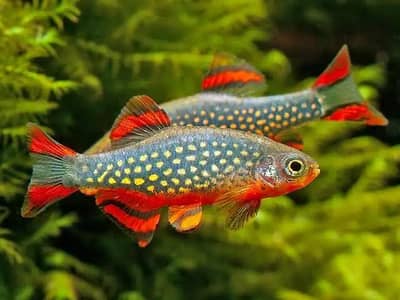 Galaxy Rasbora And Plants