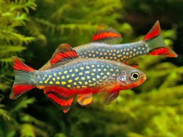 Cherry Shrimp, Avatar Guppy, Assassin Snail, 8