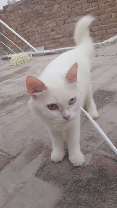 cat for sale03269009071contact no