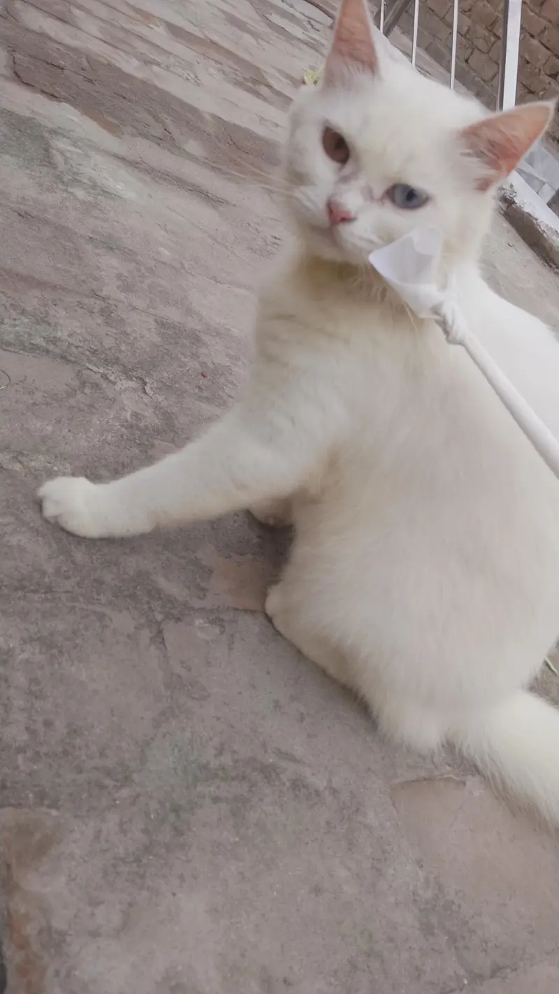 cat for sale03269009071contact no — photo 2