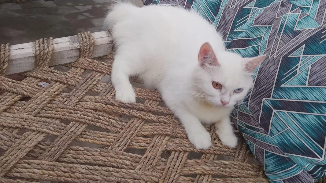 cat for sale03269009071contact no — photo 3