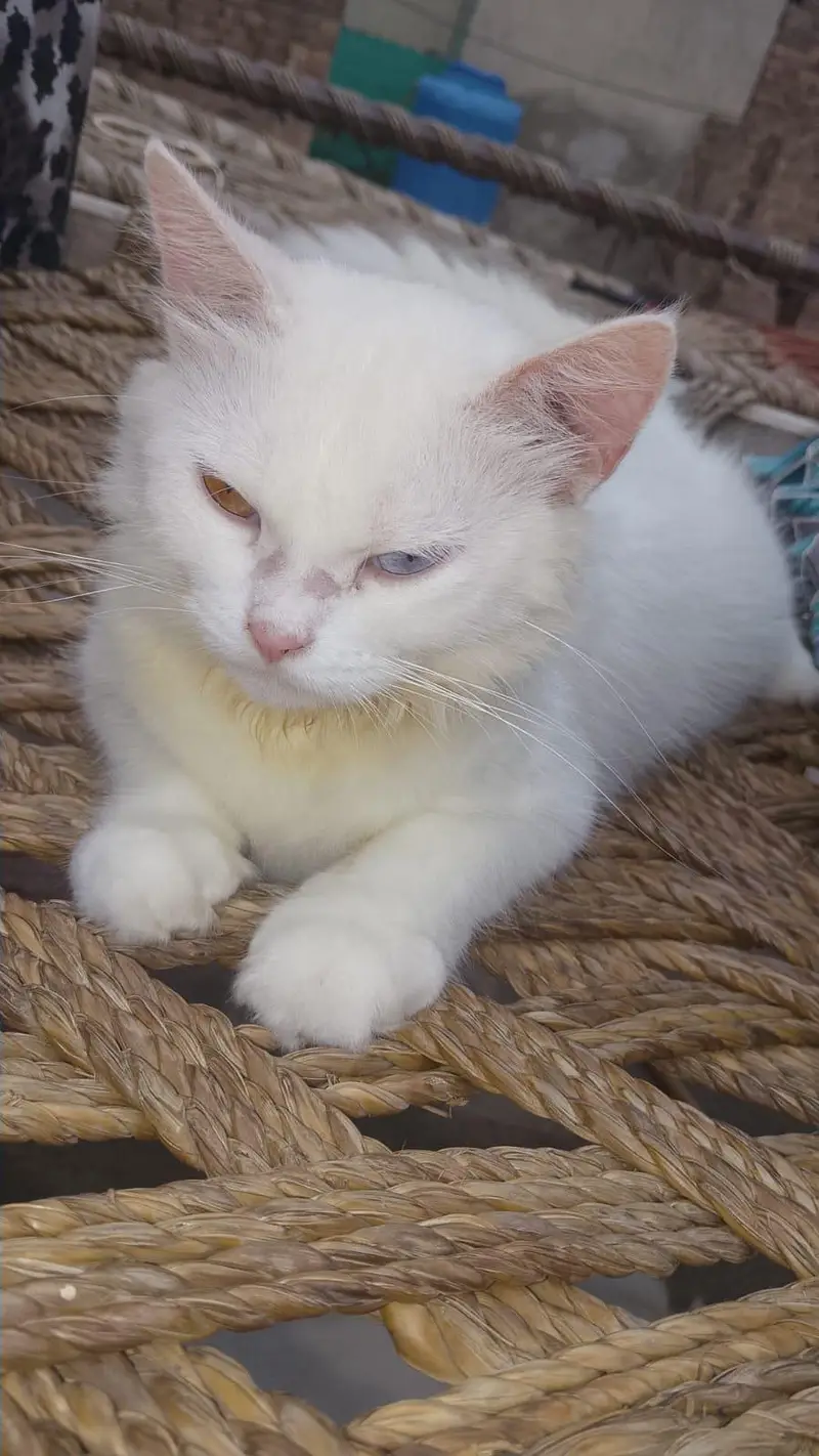cat for sale03269009071contact no — photo 4